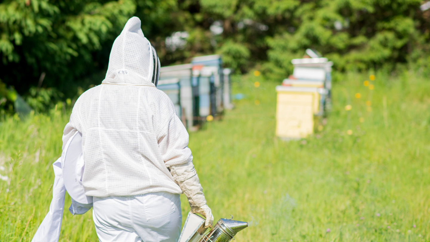Beekeeping, an opportunity for the forests of the Congo Basin