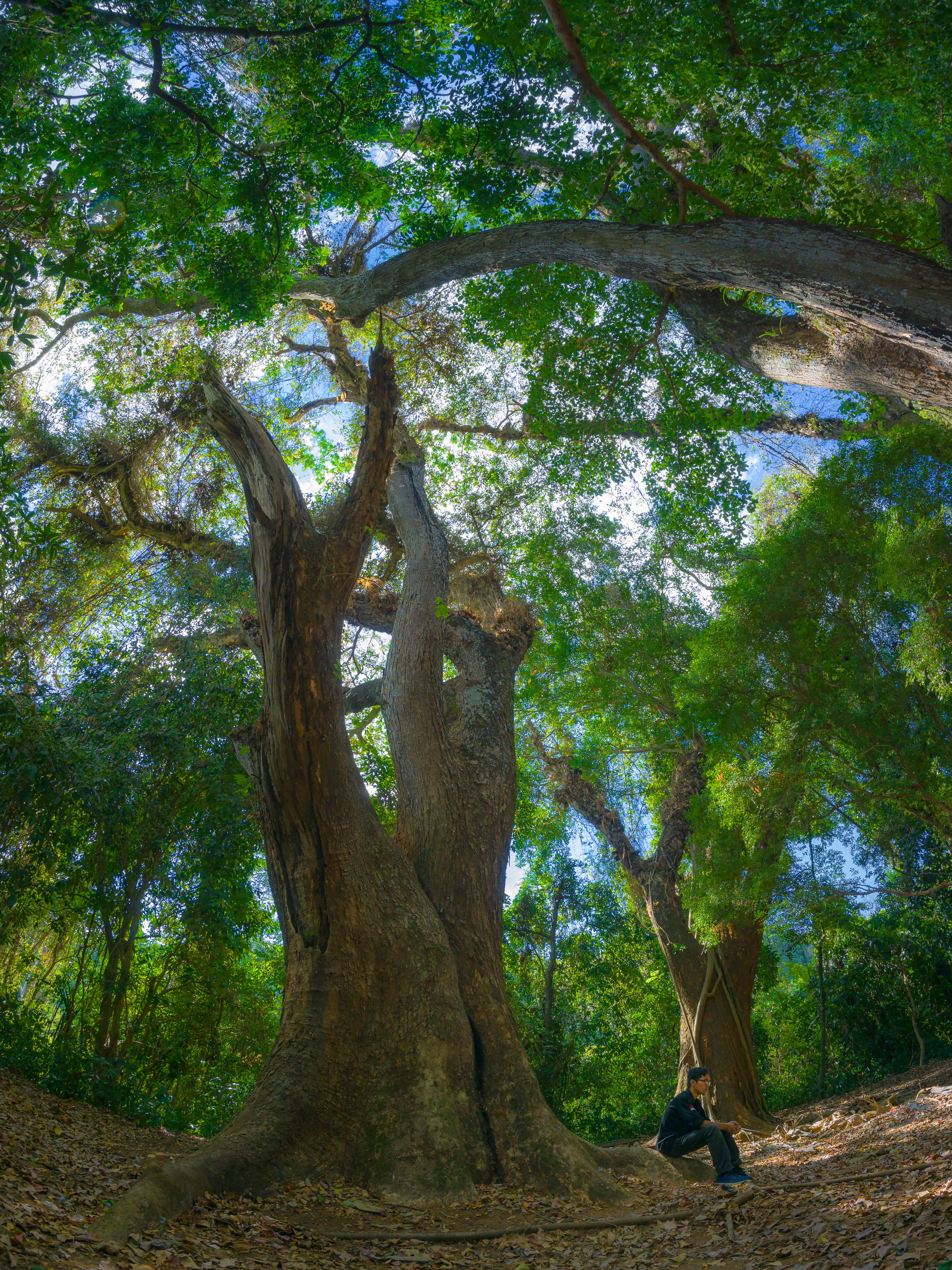 Forest recognition for Papua tribe raises hopes for climate, Environment  News