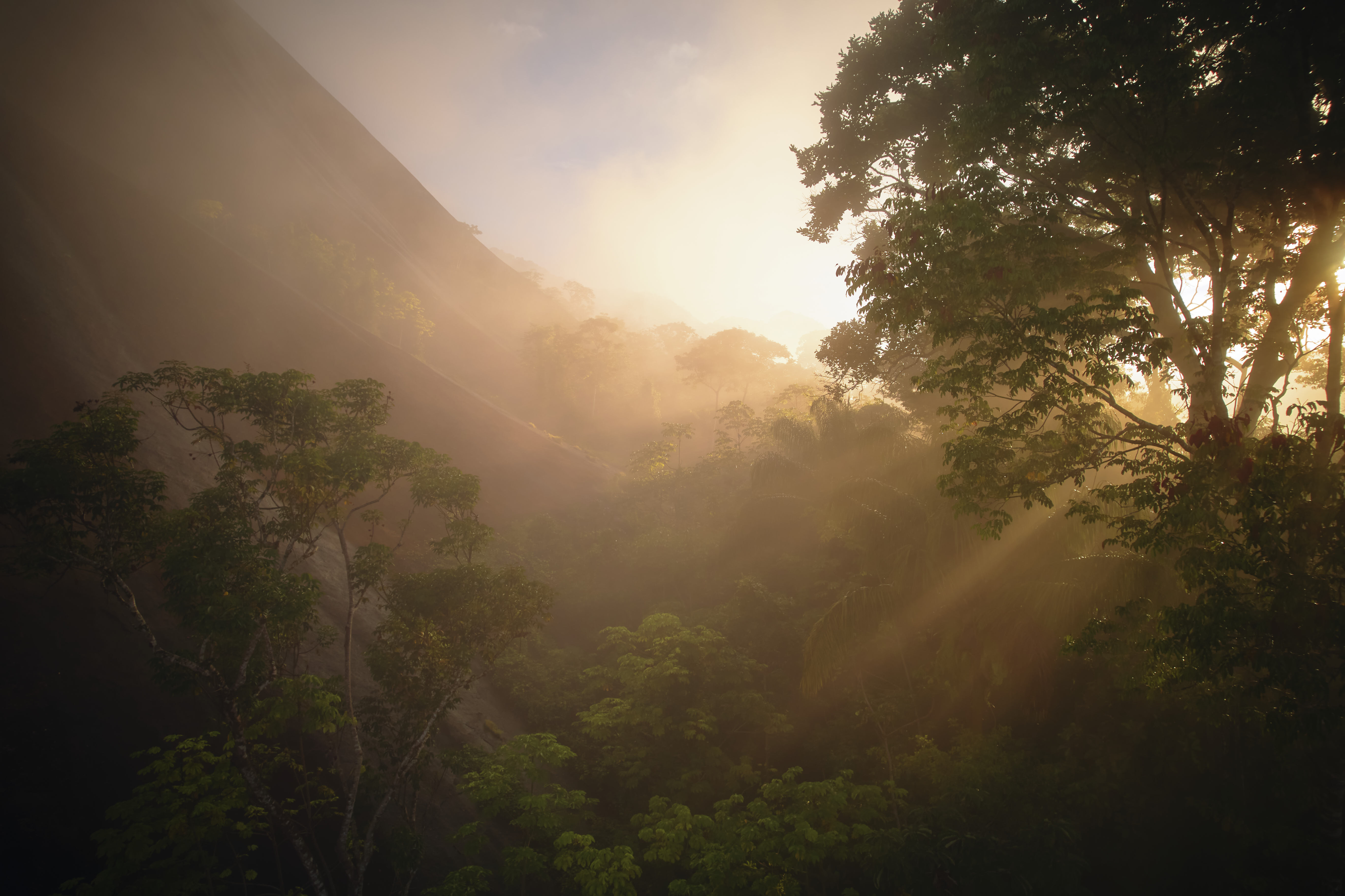 Ancient Giants An Epic Quest To Reach the Tallest Known Tree in the