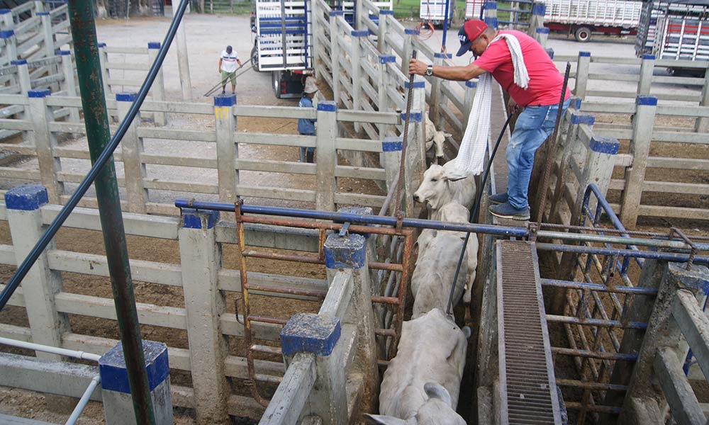 a man in a slaughterhouse