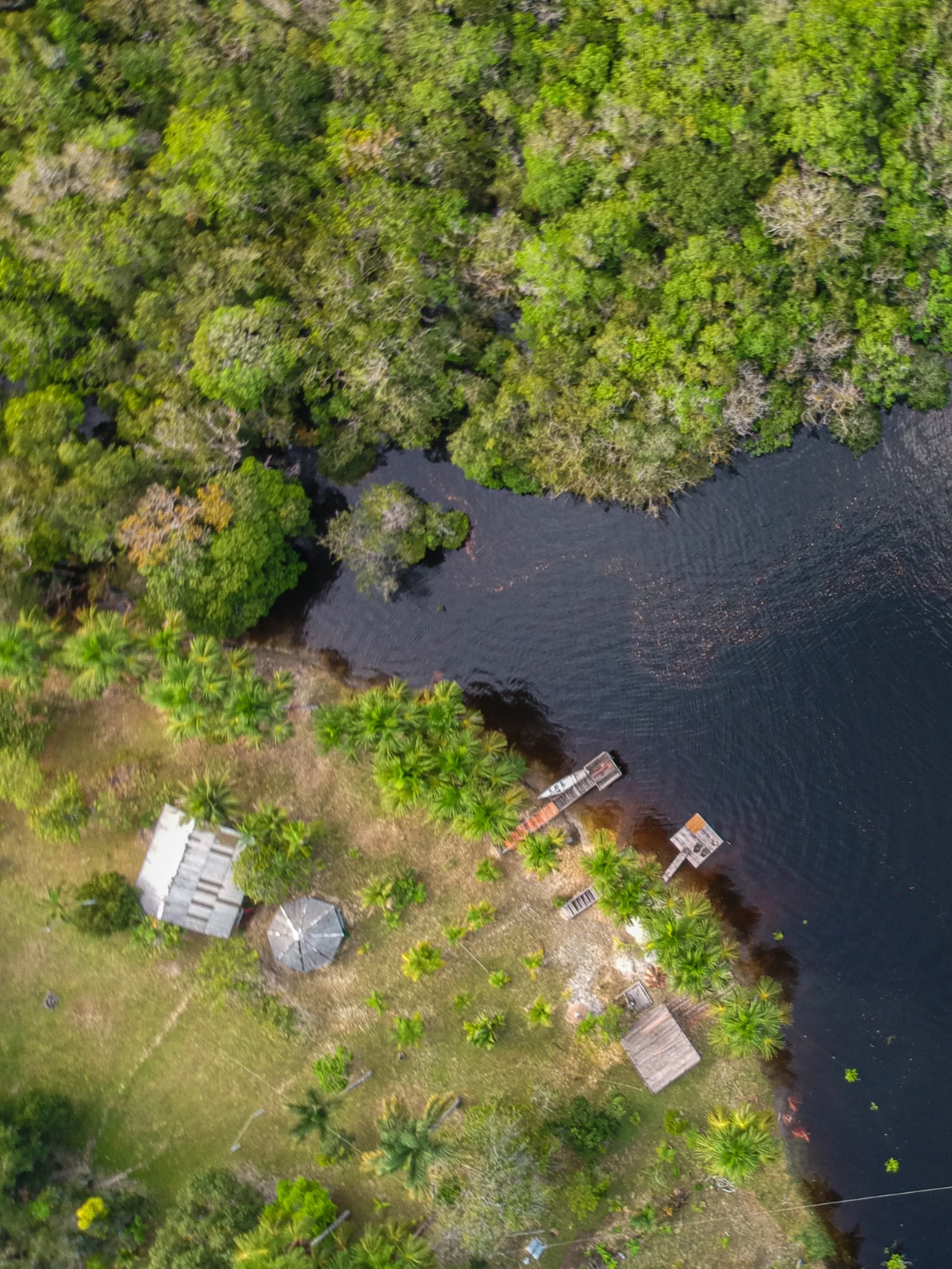 Podcast: 'Vozes Do Planeta' Explores New Species in the Brazilian ...