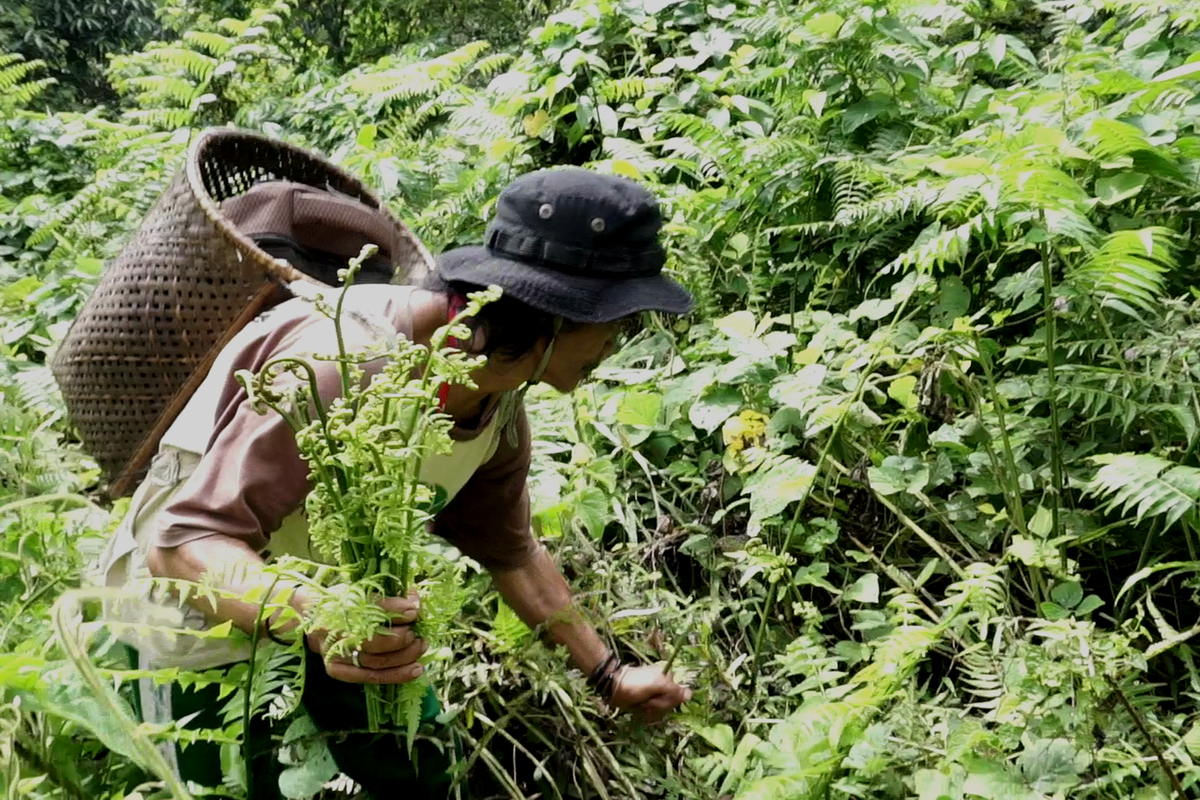 Faithful to Indigenous Forests, Rupiah Flows In (bahasa Indonesia