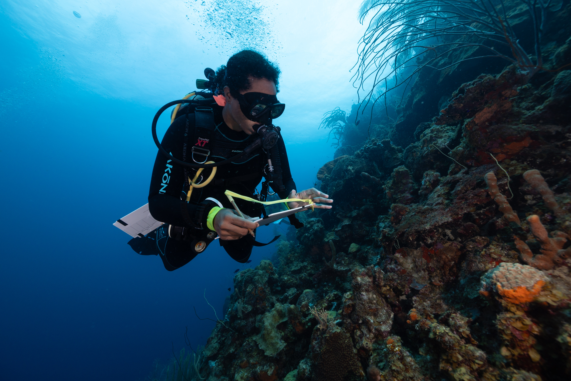 Antibiotics for Coral Reefs | Rainforest Journalism Fund