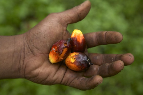 Long a preferred cooking ingredient in developing countries, palm oil is now in greater demand in Western markets because of its low price and long shelf life. Image by Jason Motlagh. Malaysia, 2012.
