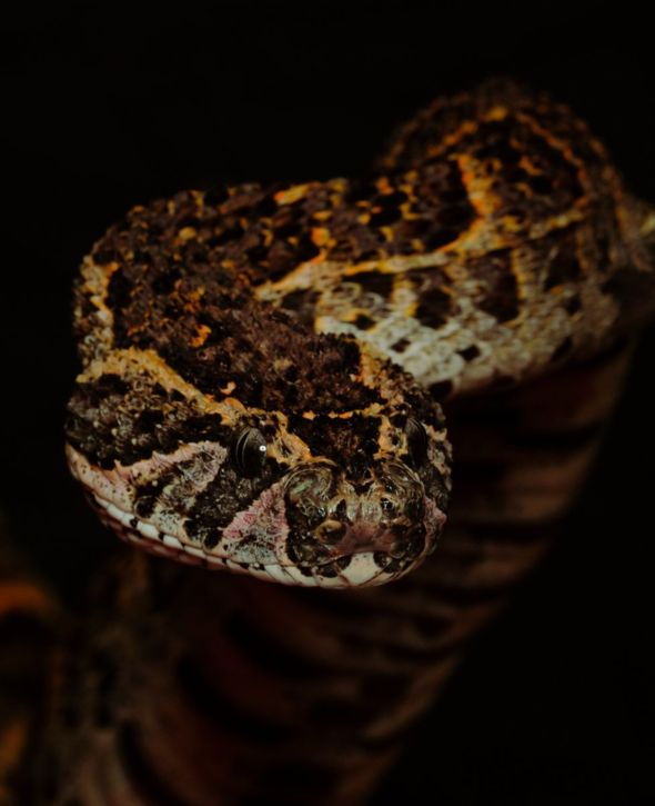 An African puff adder. Congo, 2019. Image by Hugh Kinsella Cunningham.