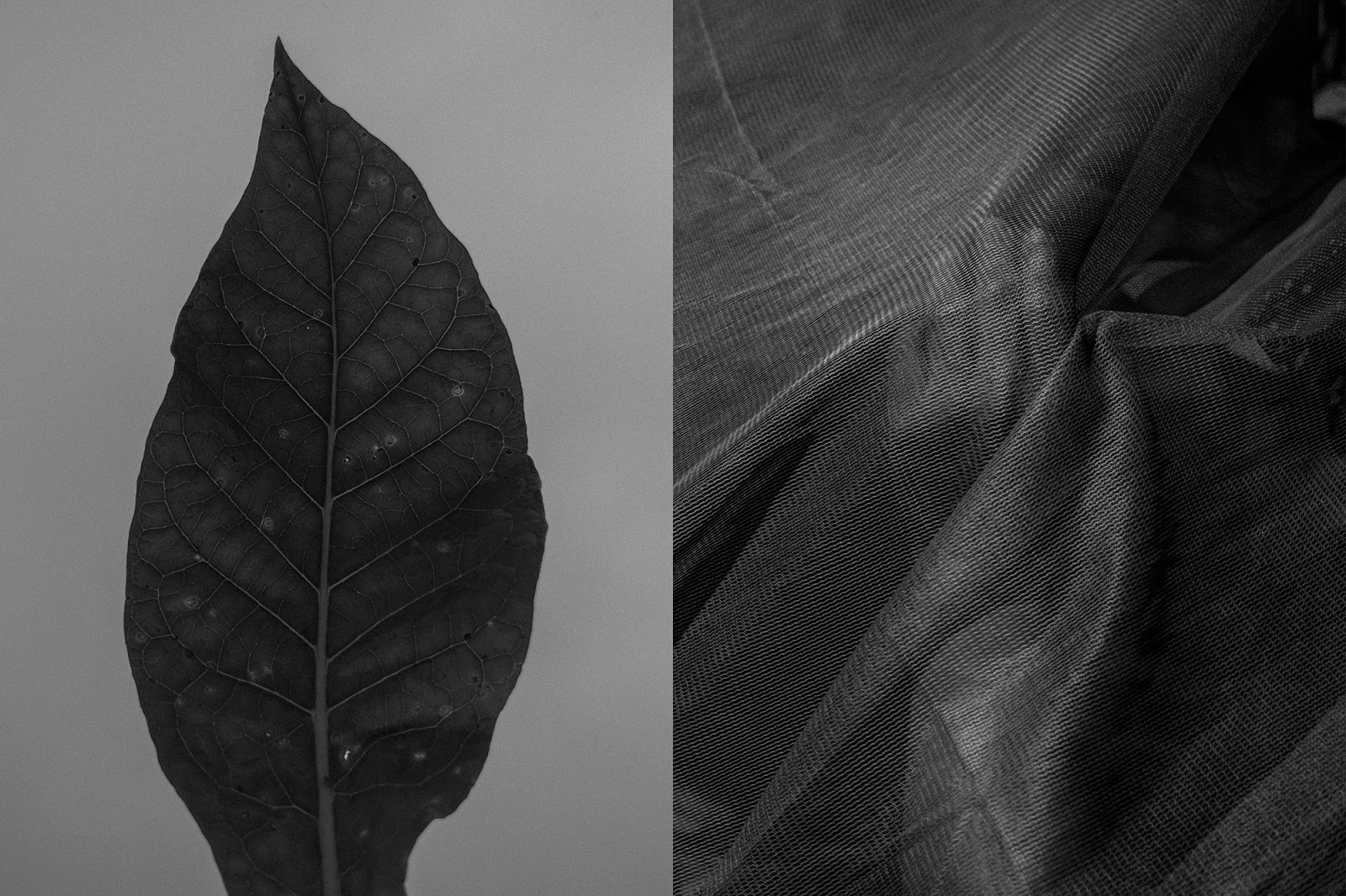 Image on the left is of a leaf, and on the right is a hand resting on someone's chest, seen through a mosquito net.