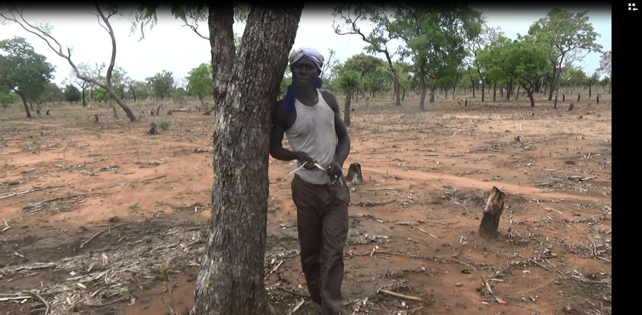 Abdou Yadji leans on a tree next to a stump from a previously logged Rosewood tree. Image by Christian LOCKA 