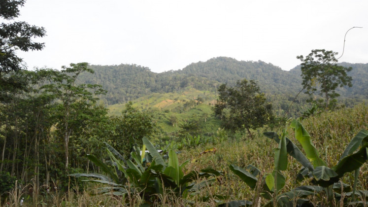 A diversity of vegetation inside Meru Betiri National Park, with trees, grass, and bushes.