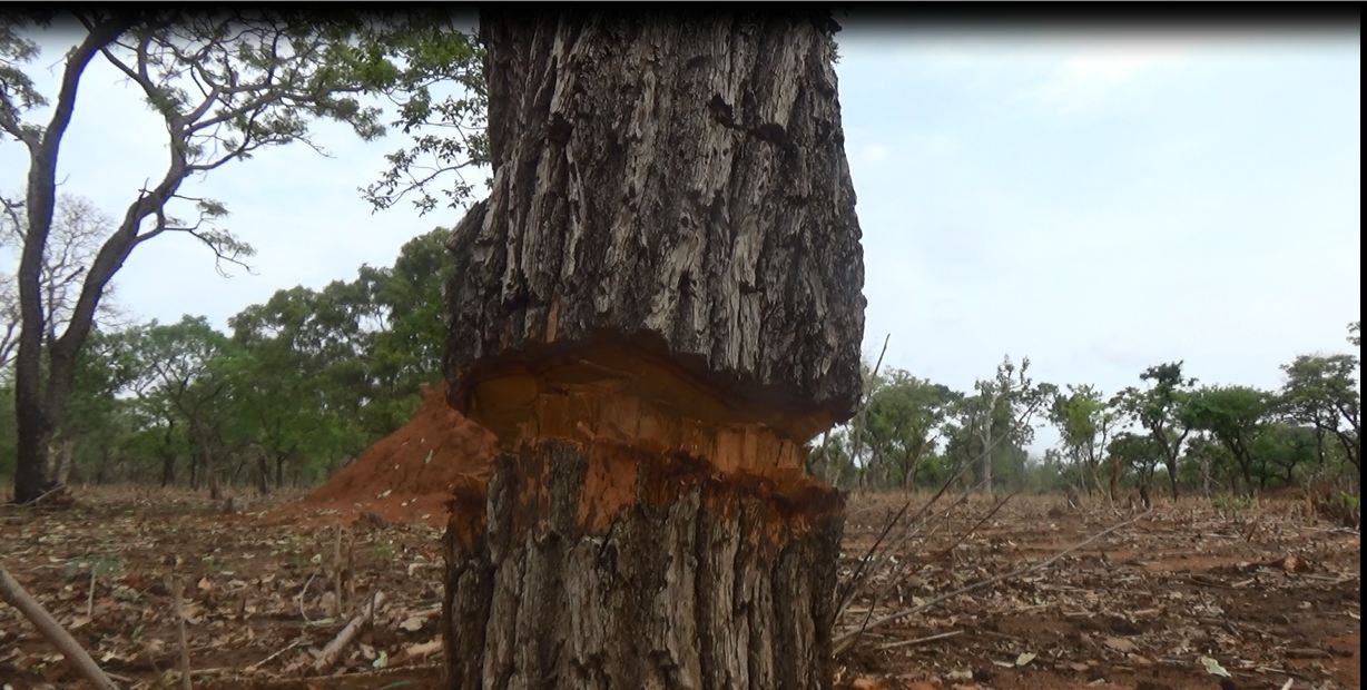 A standing Kosso tree, the trunk of which has been cut deeply.