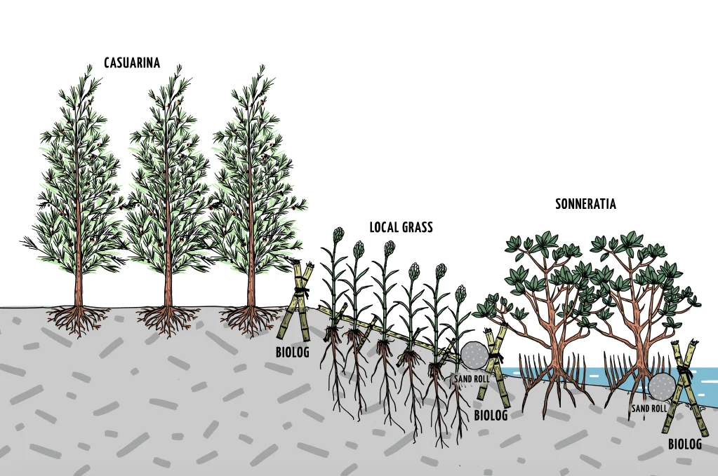 an illustration shows a biological plan for an embankment, with casuarina, biolog, local grass, sand roll, and sonneratia