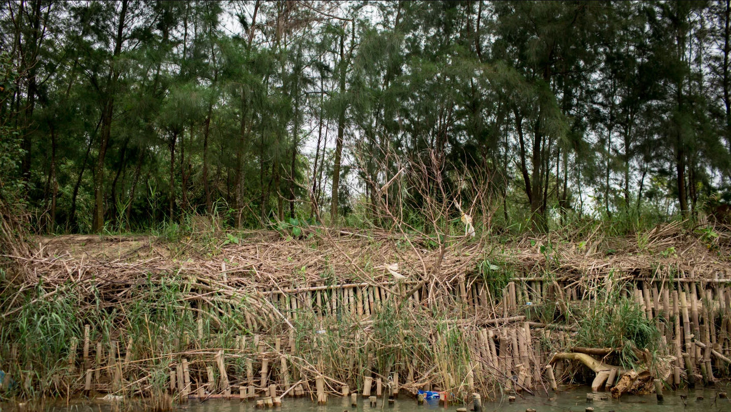 a damaged river embankment made up of indigenous trees and bamboo