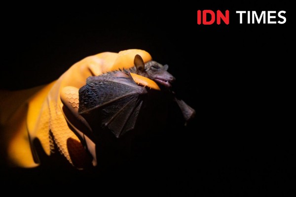 A yellow-gloved hand holds a bat.