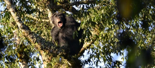 a monkey on a tree branch in Rwanda's Gishwati Mukura rainforest