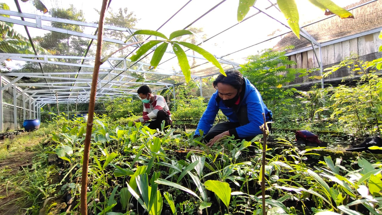 Two men crouched in a greenhouse checking on tree seeds in a seedling nursery.