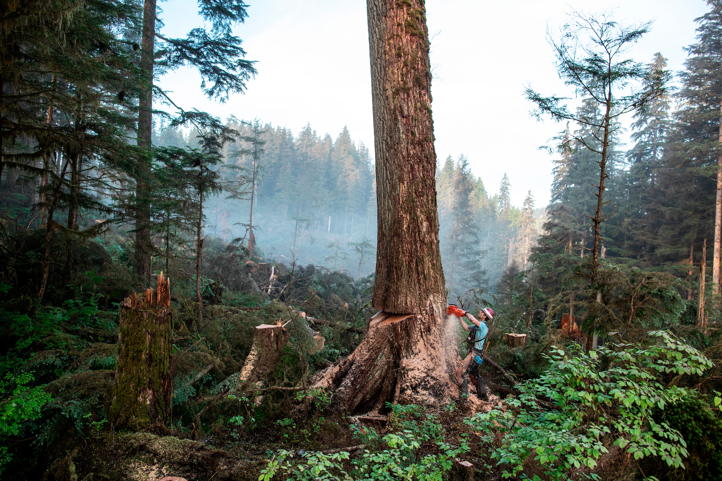 Sam Crawford, a young cutter at the Tuxekan logging site, takes down a large tree early in the morning. Image by Joshua Cogan. United States, 2019. Sam Crawford, a young cutter at the Tuxekan logging site, takes down a large tree early in the morning. Image by Joshua Cogan. United States, 2019.