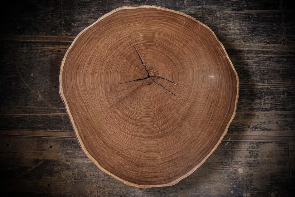 A sanded section of an Afrormosia trunk. Image by Sarah Waiswa. Democratic Republic of Congo, 2019. A sanded section of an Afrormosia trunk. Image by Sarah Waiswa. Democratic Republic of Congo, 2019.