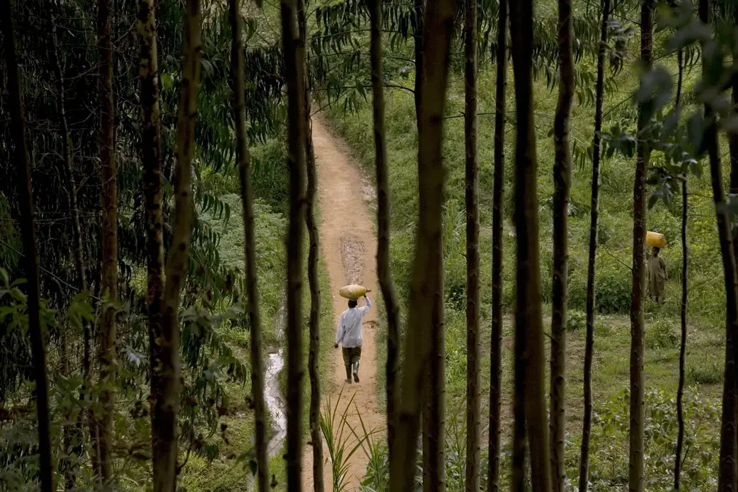 A villager is seen through eucalyptus trees in the Congo Basin region. Shutterstock/Giulio Napolitano. Media file: shutterstock_242478850-min.jpg