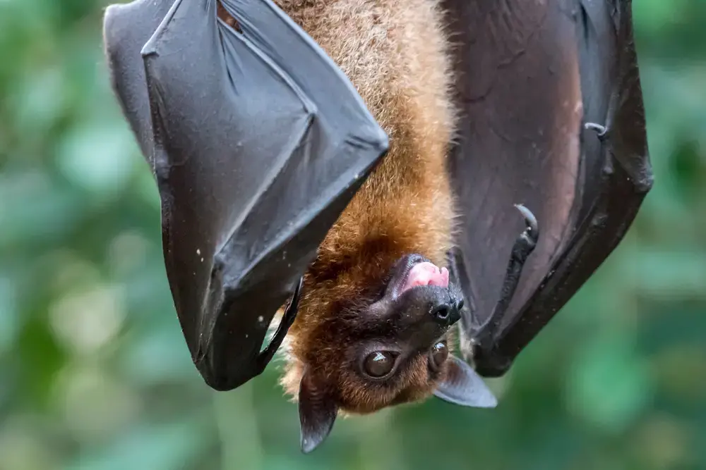 A fruit bat hangs upside down. Image by Benjamin B / Shutterstock.