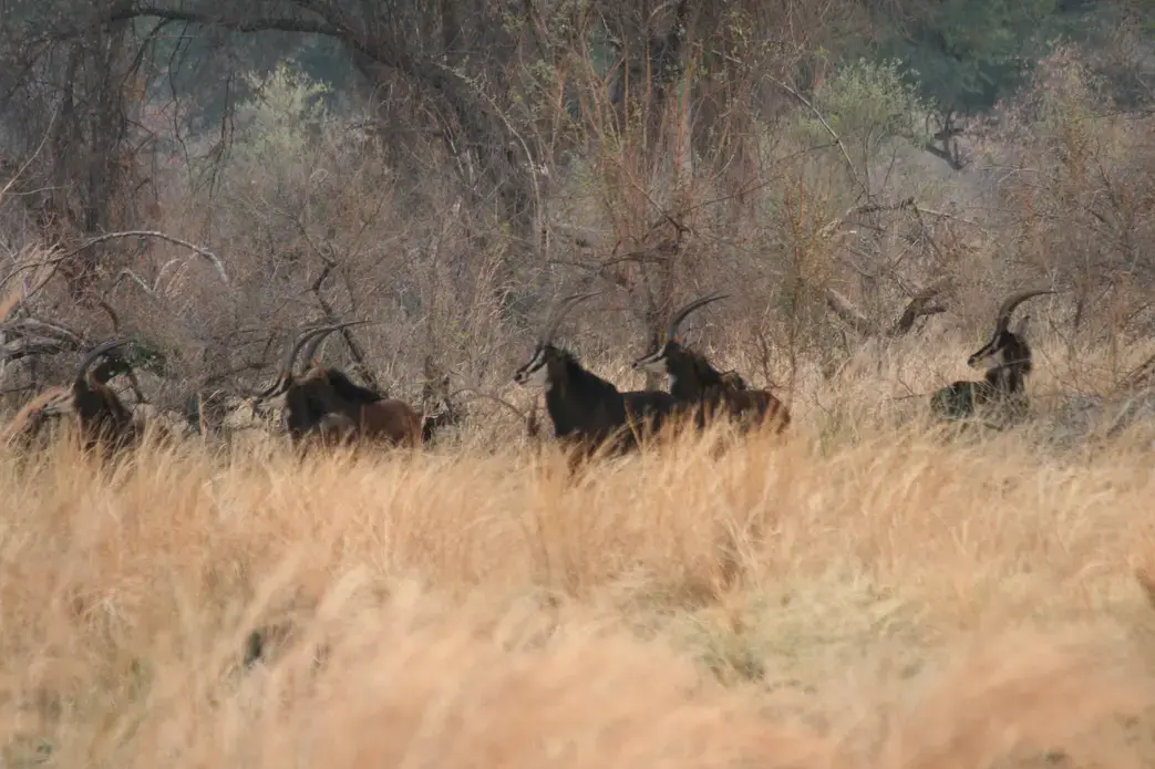 Image by Tony Eprile. Zimbabwe, 2014.