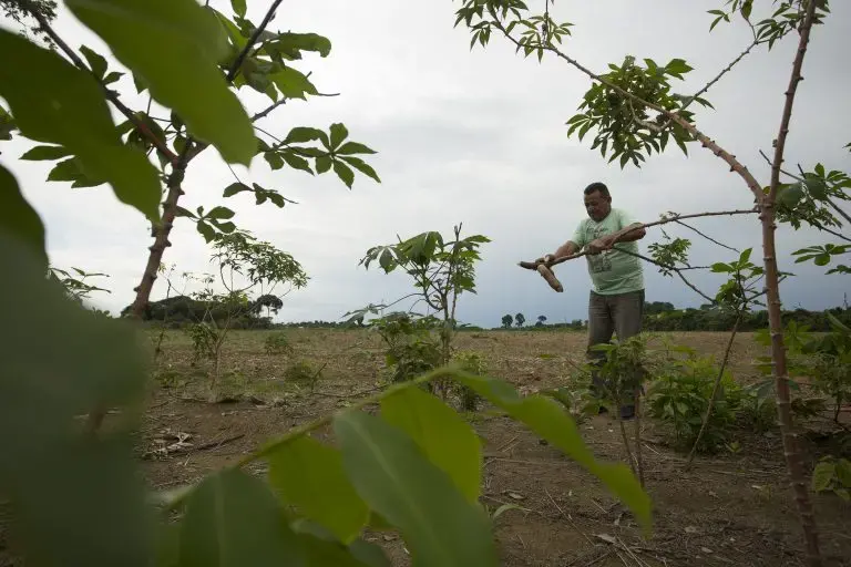 O agricultor Antonio Alves, conhecido como Seu Macaxeira trabalha em sua área de roça que esta cercada por plantação de soja, na comunidade Santos de Boa Fé, Santarém PA. Imagem de Bruno Kelly. Brasil, 2020.