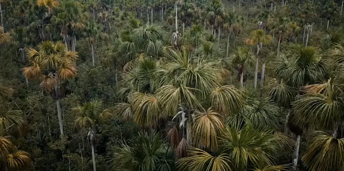 Drone footage shows the vast peatlands in Peru’s Pastaza-Marañón Foreland basin, including tall, thin aguaje palm trees. Image by Dado Galdieri. Peru, undated. Drone footage shows the vast peatlands in Peru’s Pastaza-Marañón Foreland basin, including tall, thin aguaje palm trees. Image by Dado Galdieri. Peru, undated.