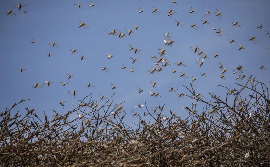 A swarm of desert locusts flies over an acacia tree in a remote part of Somalia. Image by Will Swanson / For The Times. ​​​​​​​Somalia, 2020.