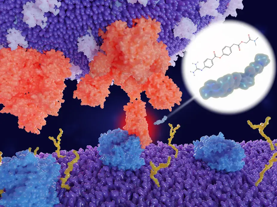 The protease inhibitor camostat is a potential candidate for the treatment of Sars-CoV-2 infections. It blocks the entry of the virus in human cells. Image by Juan Gaertner / Shutterstock.