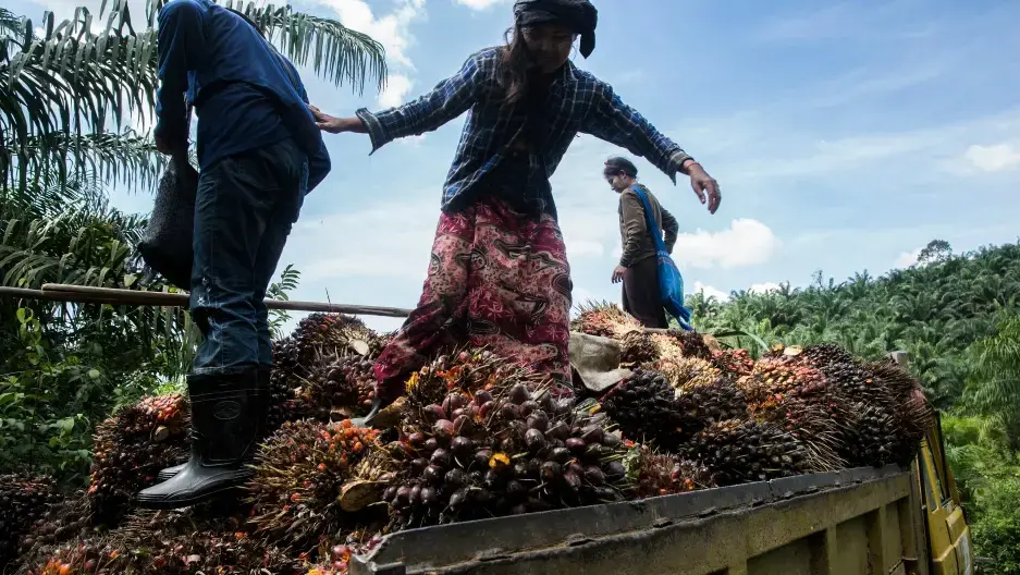Palm oil workers load palm fruits into a truck at Asia World palm oil plantation in Bank Mae Village, Myanmar. Image by Taylor Weidman/PRI. Myanmar, 2016.