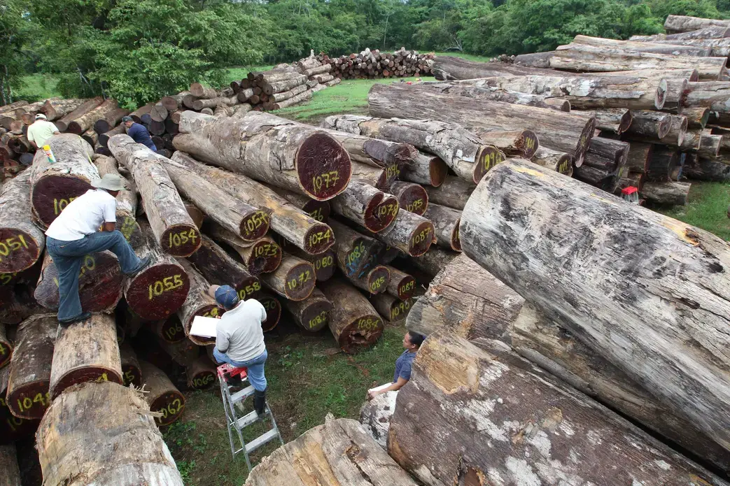 Darién is subject to a chilling spate of deforestation as timber colonists and entrepreneurs advance across the region. The Darién’s mythical wilderness is giving way to chainsaws and bulldozers. Image by Guido Bilbao. Panama, 2019.