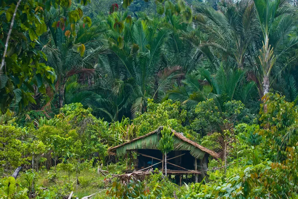 West Sumatra, Siberut Island. Image by Gudkov Andrey / Shutterstock. Indonesia, 2010. West Sumatra, Siberut Island. Image by Gudkov Andrey / Shutterstock. Indonesia, 2010.