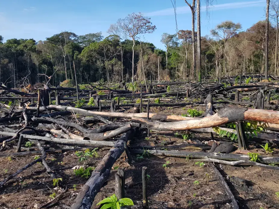 Deforestation of the Amazon rainforest. Image by Shutterstock. Brazil, 2019.