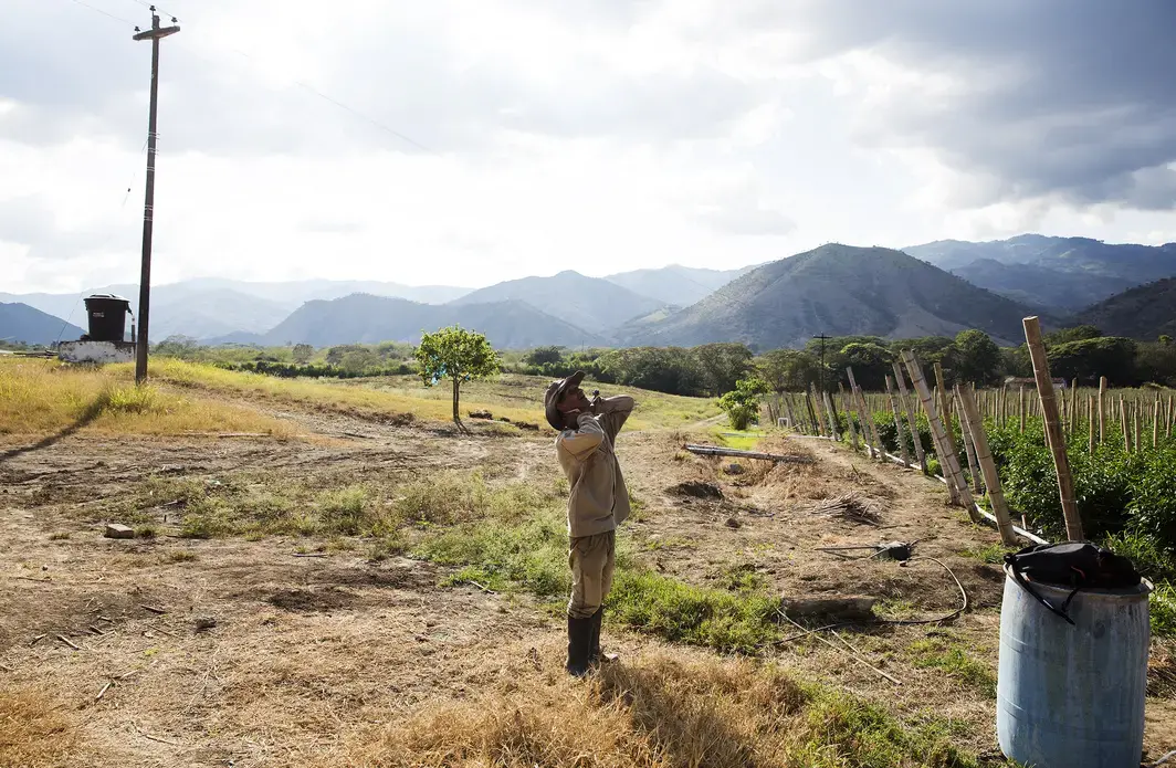 A former FARC combatant takes a break at a pepper farm near La Union, Valle del Cauca. Image by Greg Kendall-Ball/Nature. Colombia, 2018.