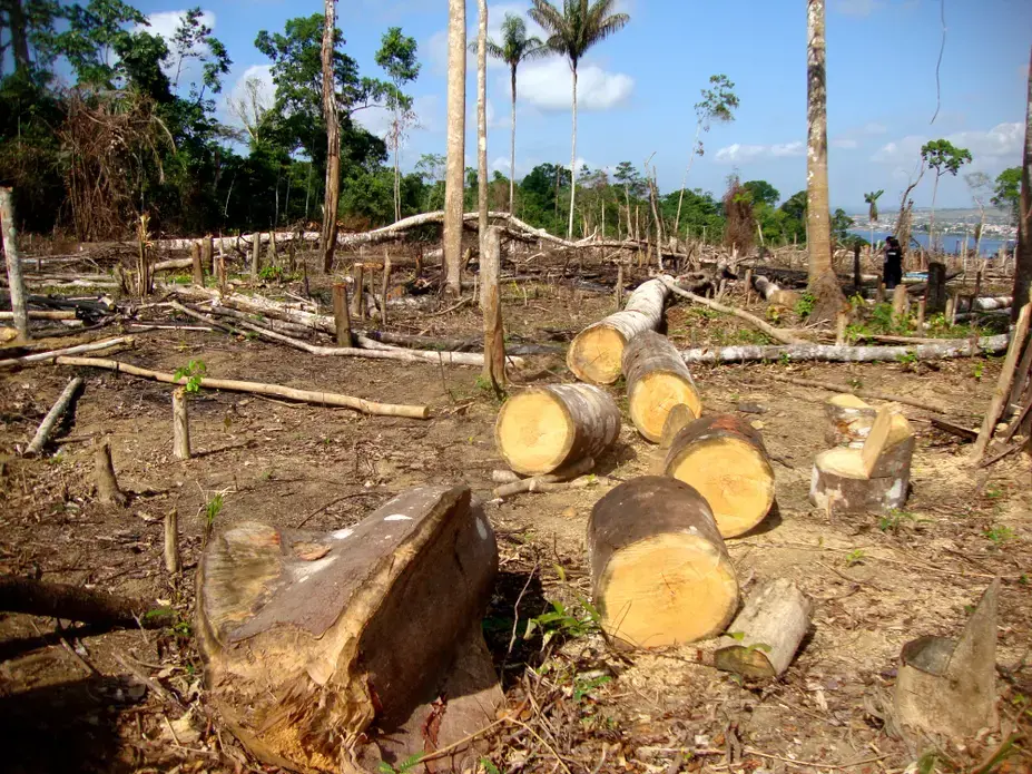 Area of illegal deforestation of vegetation native to the Brazilian Amazon forest. Image by Tarcisio Schnaider/Shutterstock. Brazil, undated. Area of illegal deforestation of vegetation native to the Brazilian Amazon forest. Image by Tarcisio Schnaider/Shutterstock. Brazil, undated.
