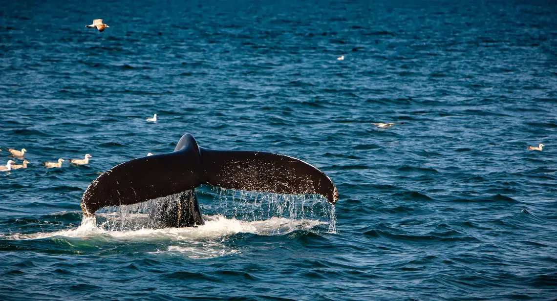 The tale of a Right Whale in the ocean off the coast of Cape Cod. Image by Jima Madigan / Shutterstock. United States, undated.