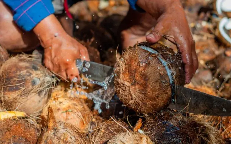 Despite the growing popularity of coconut-based products, coconut farmers in the Philippines and Indonesia struggle with income and production. Image by Nithin Coca. 2019.