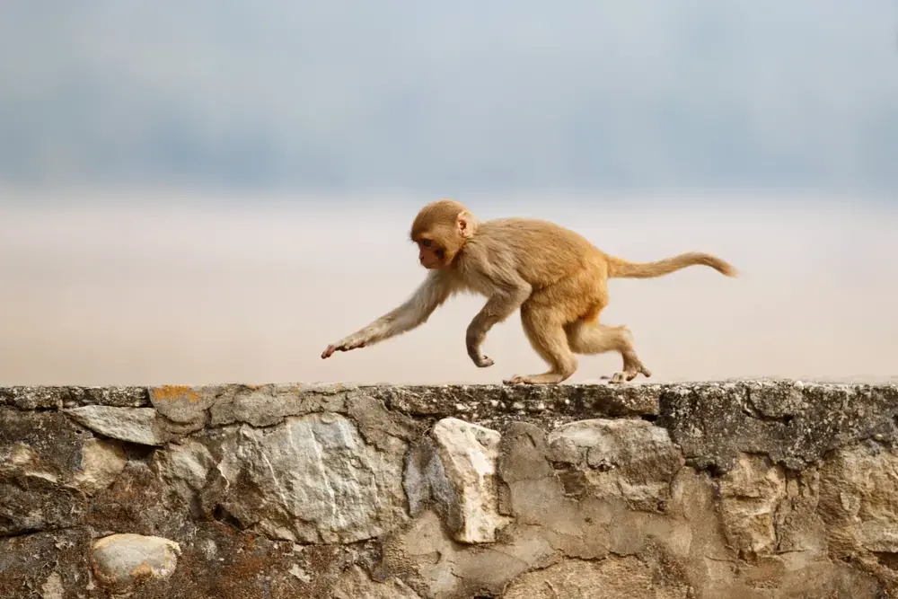 A rhesus macaque runs on a wall on a hot day. Image by Vladimír Čech / Shutterstock. India, undated.