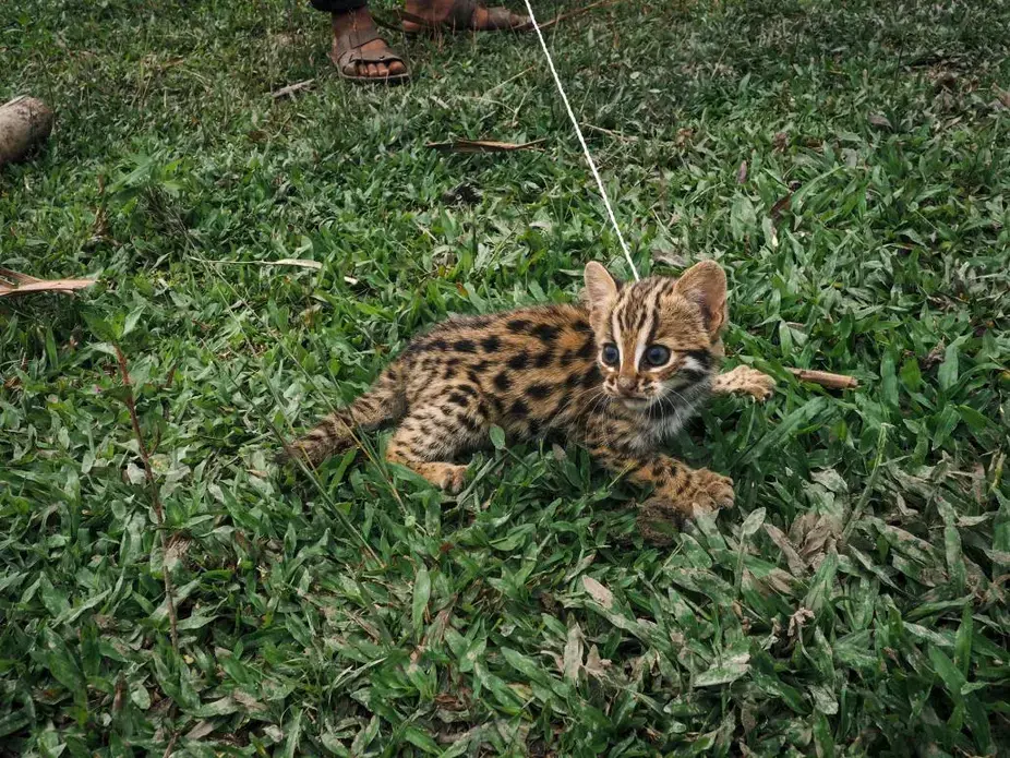 A leopard cub in a Nawngmun Township, northern Kachin State. Image by Hkun Ring | Frontier. Myanmar, 2020. A leopard cub in a Nawngmun Township, northern Kachin State. Image by Hkun Ring | Frontier. Myanmar, 2020.