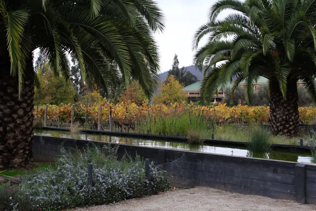 Veramonte Vineyards. Image by Taylor Lord. Chile, 2017.
