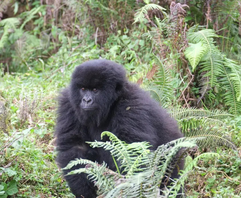 A mountain gorilla in Volcanoes National Park, Rwanda. Image by Elham Shabahat. Rwanda, 2017.