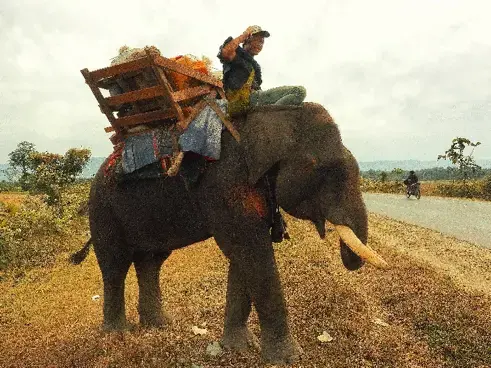 Boy with a cellphone on an elephant. Image by Doug Bock Clark. Myanmar, 2017. 