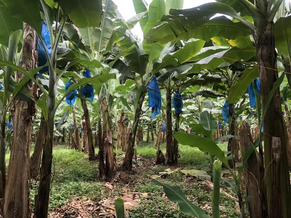 Bananas are wrapped in natural insect-repelling bags made with hot pepper and garlic at Earth University.&nbsp;The insecticidal bags are removed from the bananas here in the processing facility at Rio Sixaola Plantation. Image by Madison Stewart.&nbsp;Costa Rica, 2019.