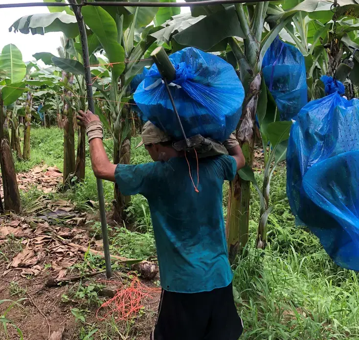 A young boy, 16, harvests the bananas, which can weigh up to 60 pounds. Image by Madison Stewart. Costa Rica, 2019.