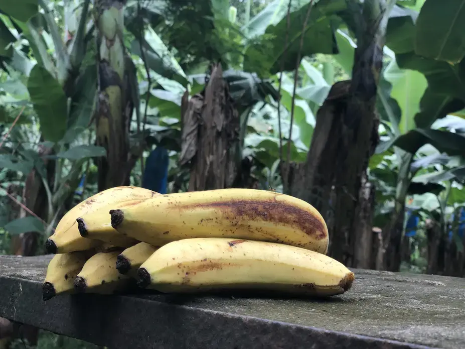Sustainably produced bananas growing at Rio Sixaola Plantation in Bribri, Costa Rica. Image by Madison Stewart. Costa Rica, 2019.