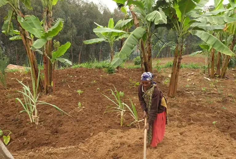 Farmers—very careful weather observers—are seeing their crops affected by water shortages, the longer dry season, and unpredictable weather, all of which are forecasted by climate change models. The weather problem is only likely to worsen in the future. Image by Elham Shabahat. Rwanda, 2018.