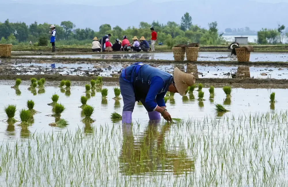 Chinese farmers work in a rice field in Dali. Image by Hung Chung Chih / Shutterstock. China, 2010.