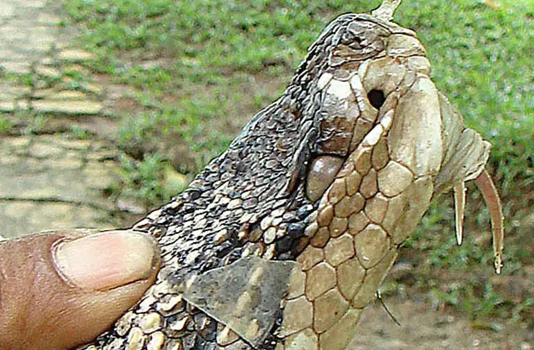 A deadly Amazon bushmaster (Lachesis muta) showing its fangs. Poisonous snakes present one of the greatest health hazards in the Brazilian Amazon, and yet some remote indigenous health centers lack the doctors and antivenom needed to treat snakebite. Image by Dick Culbert/Creative Commons. Brazil. A deadly Amazon bushmaster (Lachesis muta) showing its fangs. Poisonous snakes present one of the greatest health hazards in the Brazilian Amazon, and yet some remote indigenous health centers lack the doctors and antivenom needed to treat snakebite. Image by Dick Culbert/Creative Commons. Brazil.