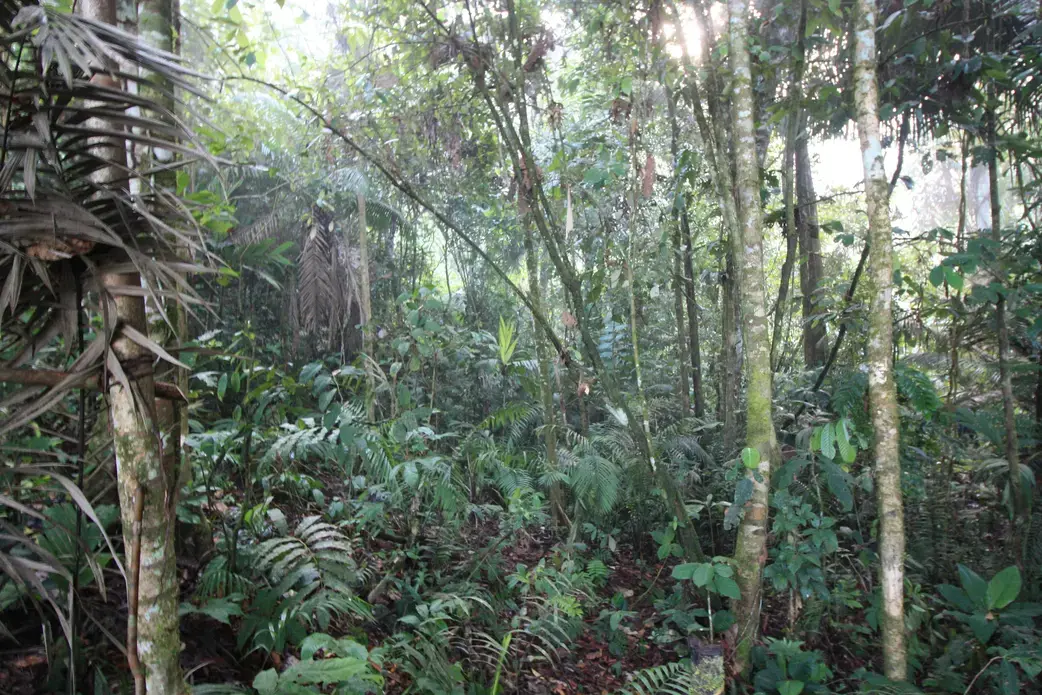 Within the Amazon Rainforest in Tena, Ecuador. Image courtesy of Flickr. Ecuador, 2015.