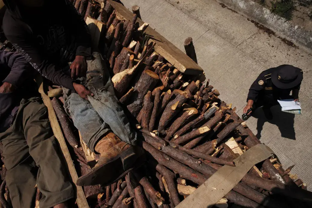 On the road into Guatemala City, a policeman inspects a truck’s cargo, looking for illegally cut exotic wood that might be hidden in the stack of ordinary firewood. Sprawling woodpiles dot the sides of the highway outside the city. Image by Lynn Johnson. Guatemala, 2017.