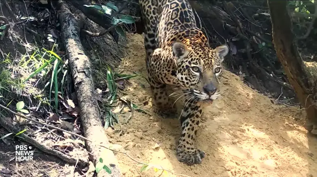 The Amazon is the world's largest rainforest and a critical line of defense against climate change. Image courtesy of PBS NewsHour. Brazil, 2019.