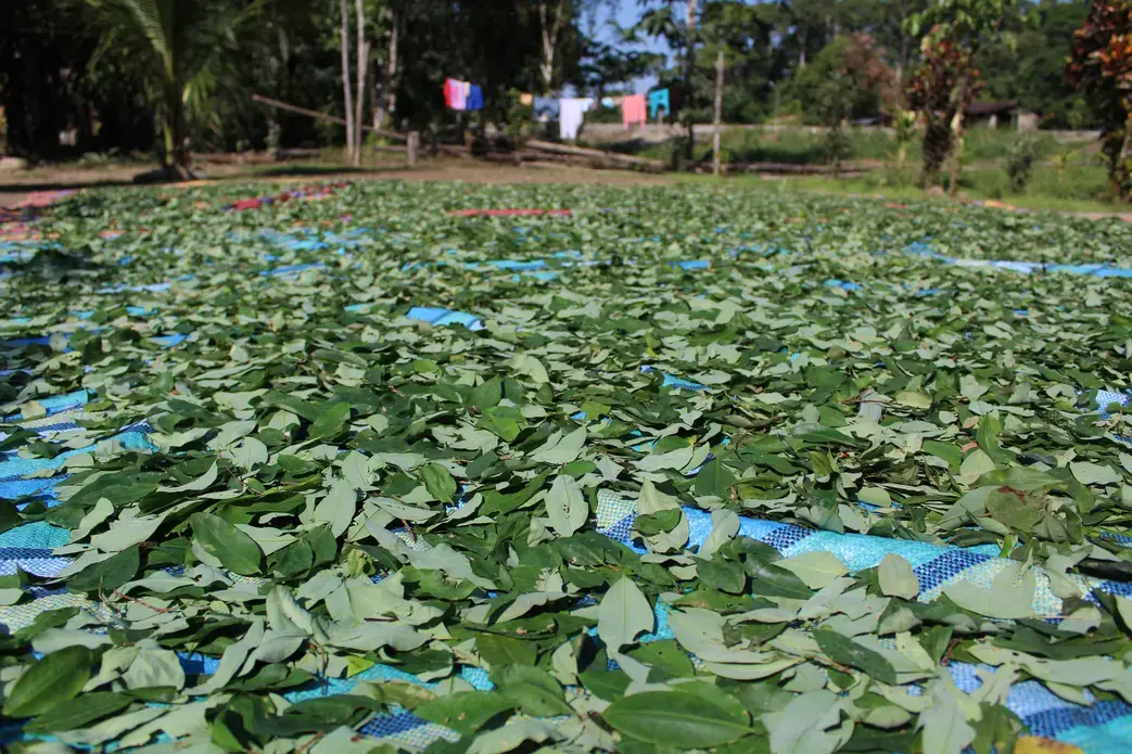 Coca leaves drying in the Chapare, Bolivia. Image by Simon Tegel.  Bolivia, 2016.